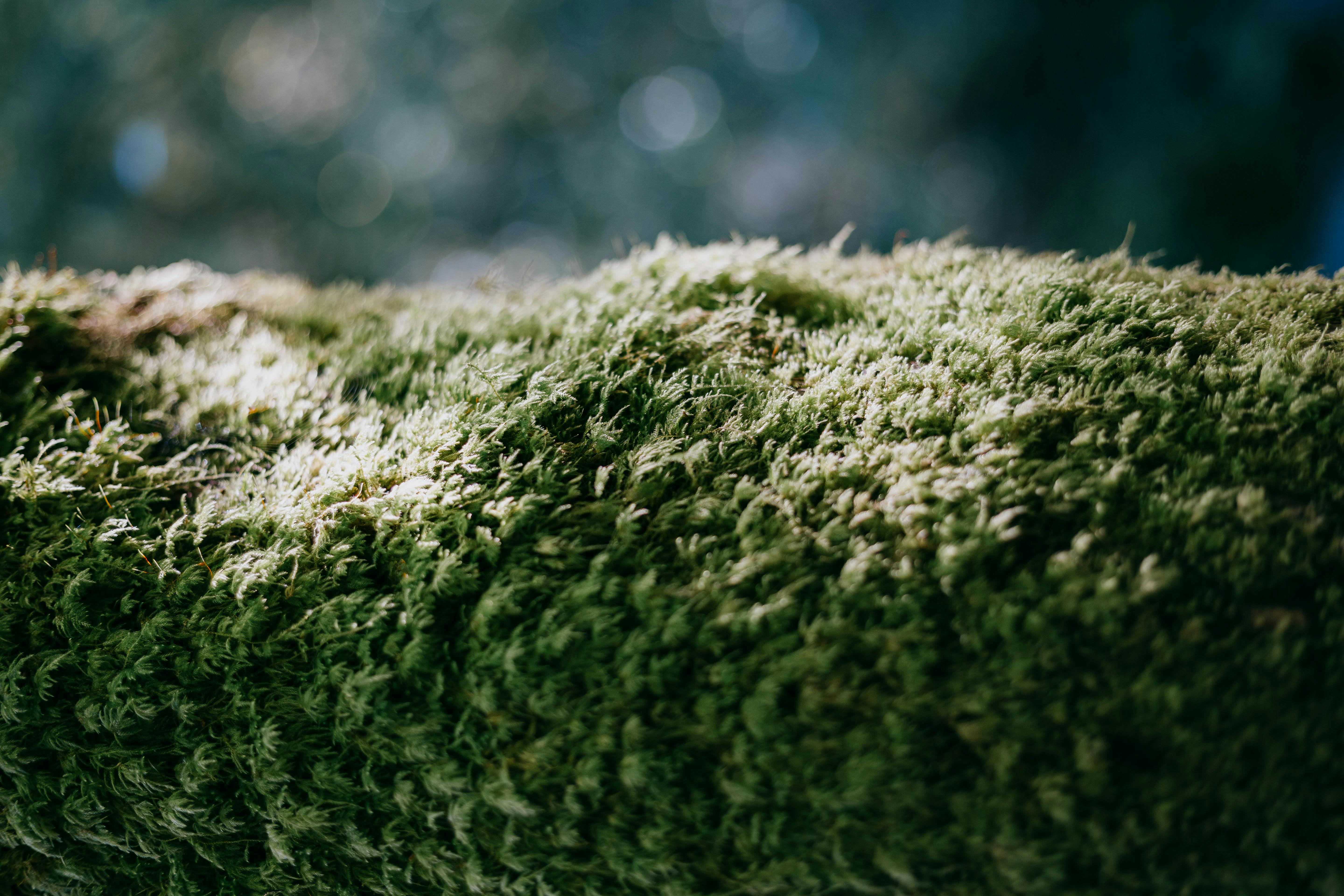 Sunlit green moss on a tree in a tranquil forest setting at Les Ancizes-Comps, France.