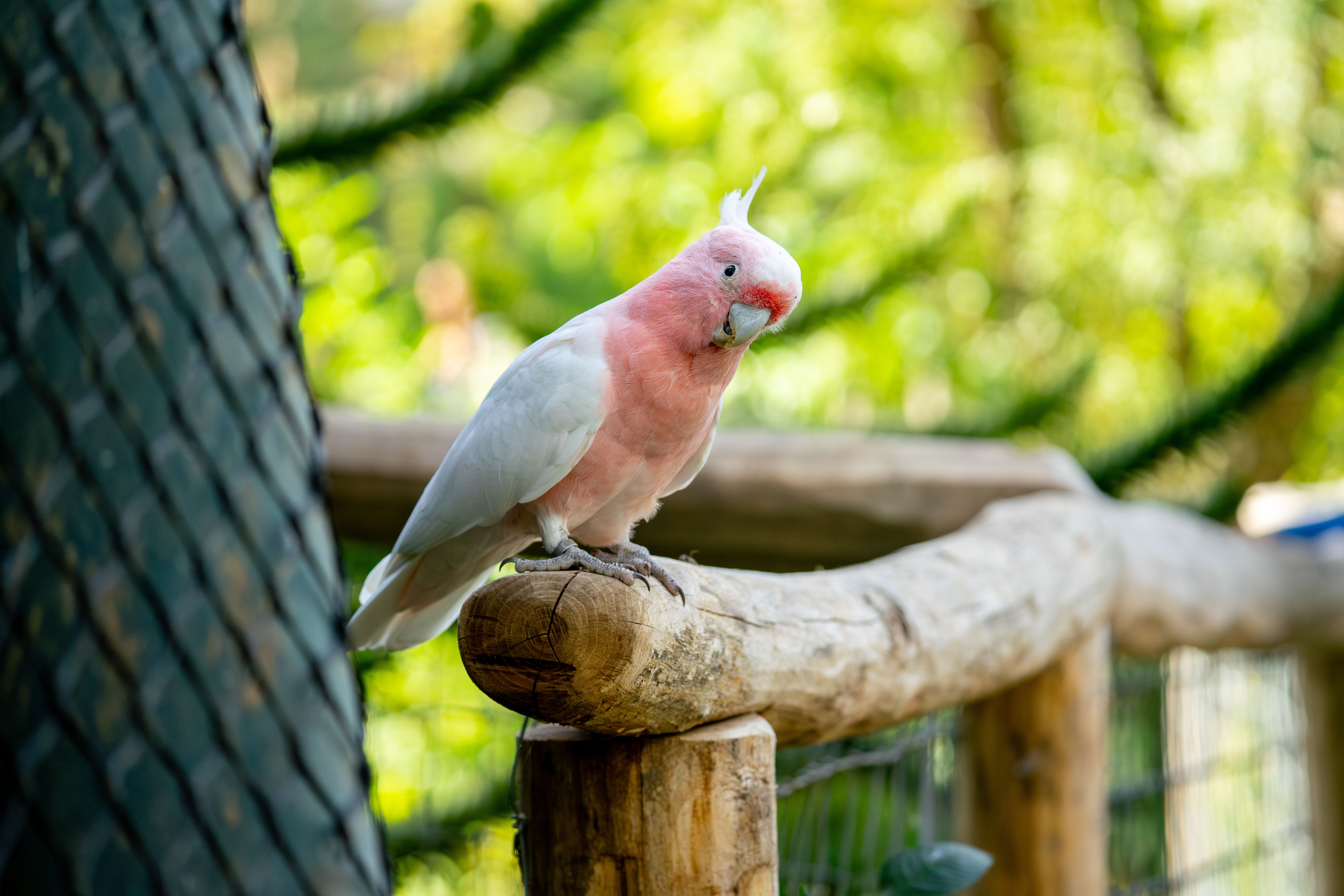 Birding Tours