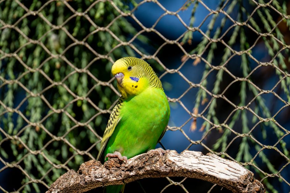 bird cage parakeet budgie spacious bar