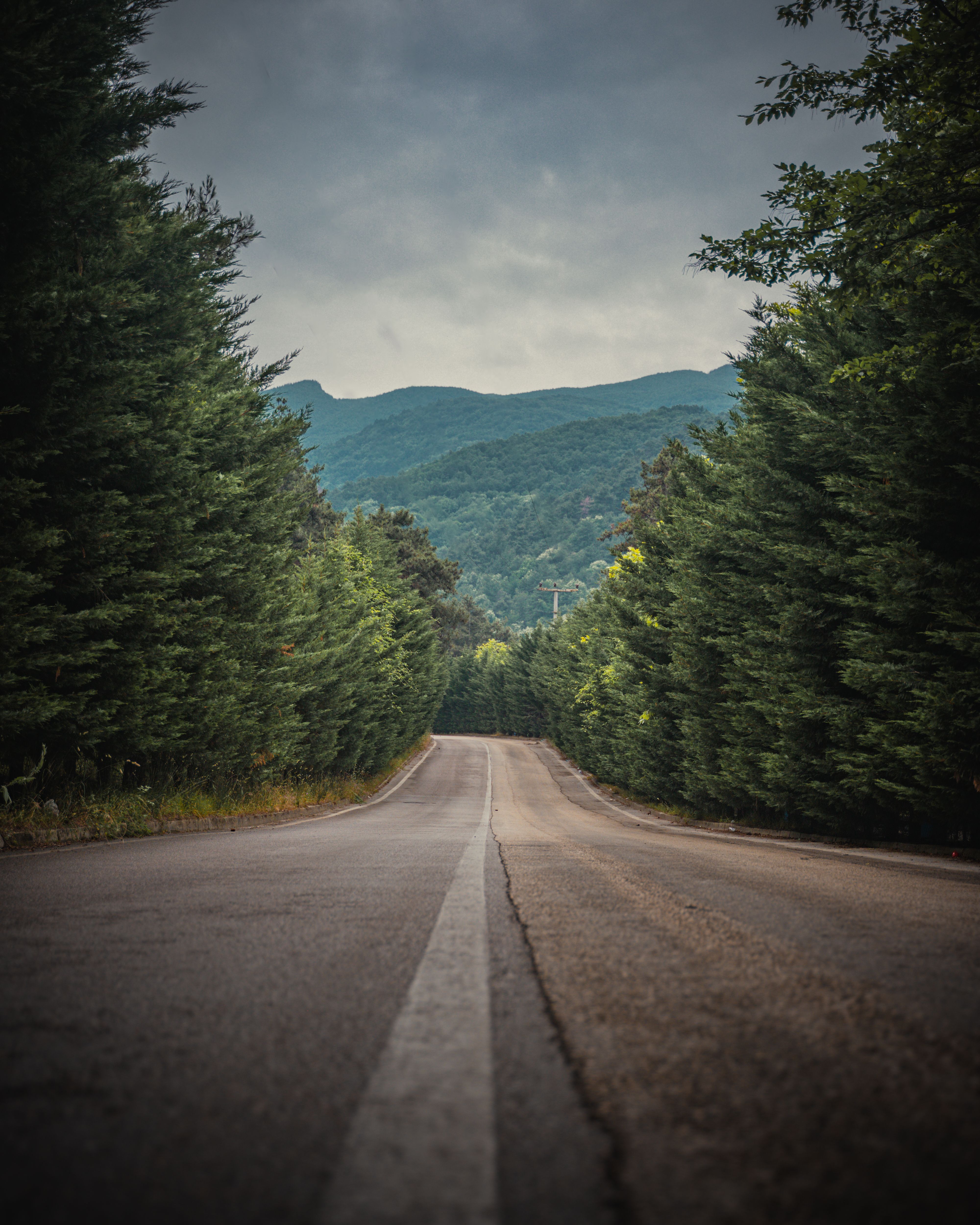 Scenic Road Through Lush Green Forest in Bursa · Free Stock Photo