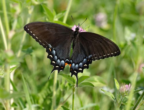 Free Capture of a black swallowtail butterfly perched on a pink flower in a lush green meadow. Stock Photo