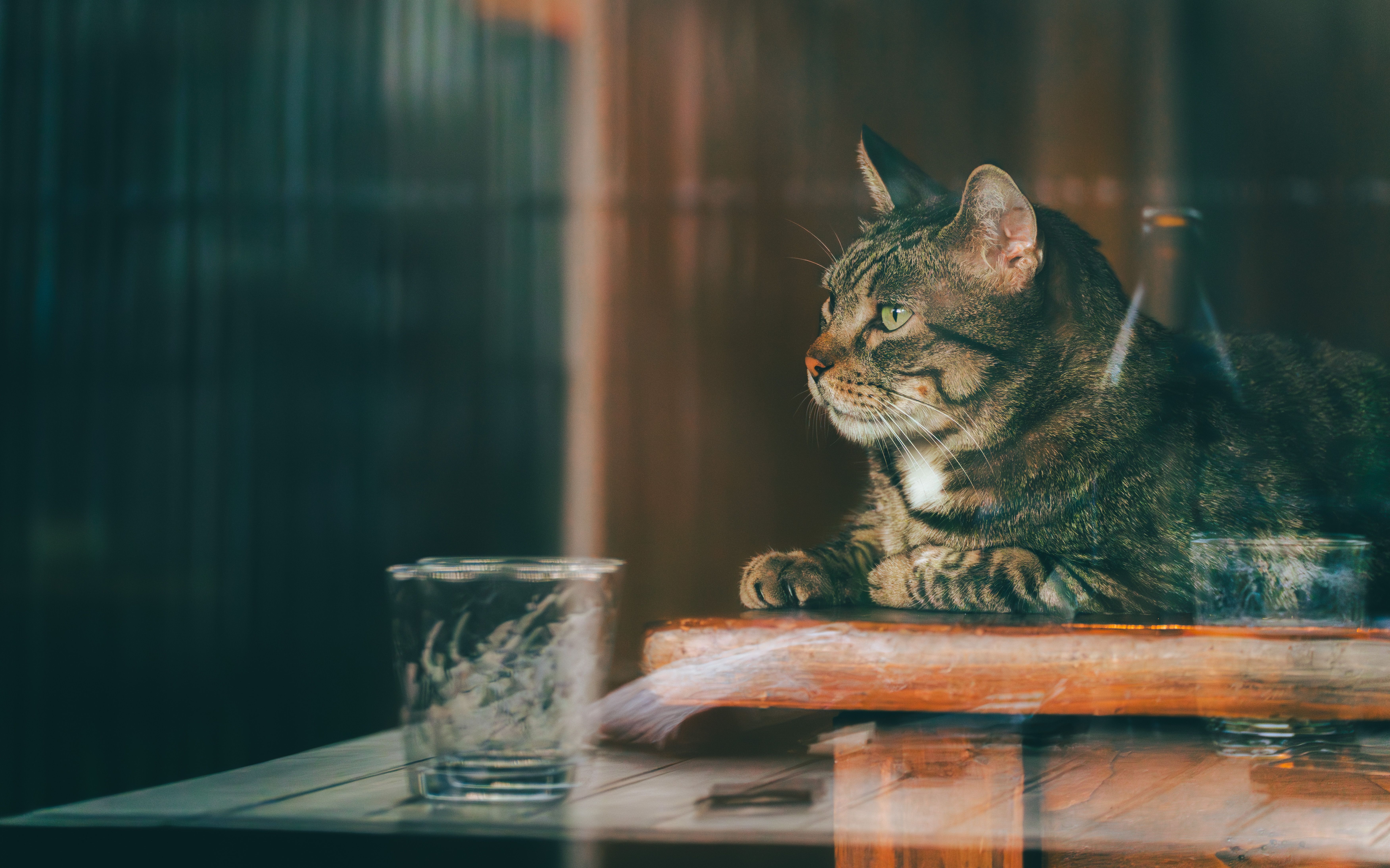 Tabby Cat Relaxing Indoors by a Window · Free Stock Photo