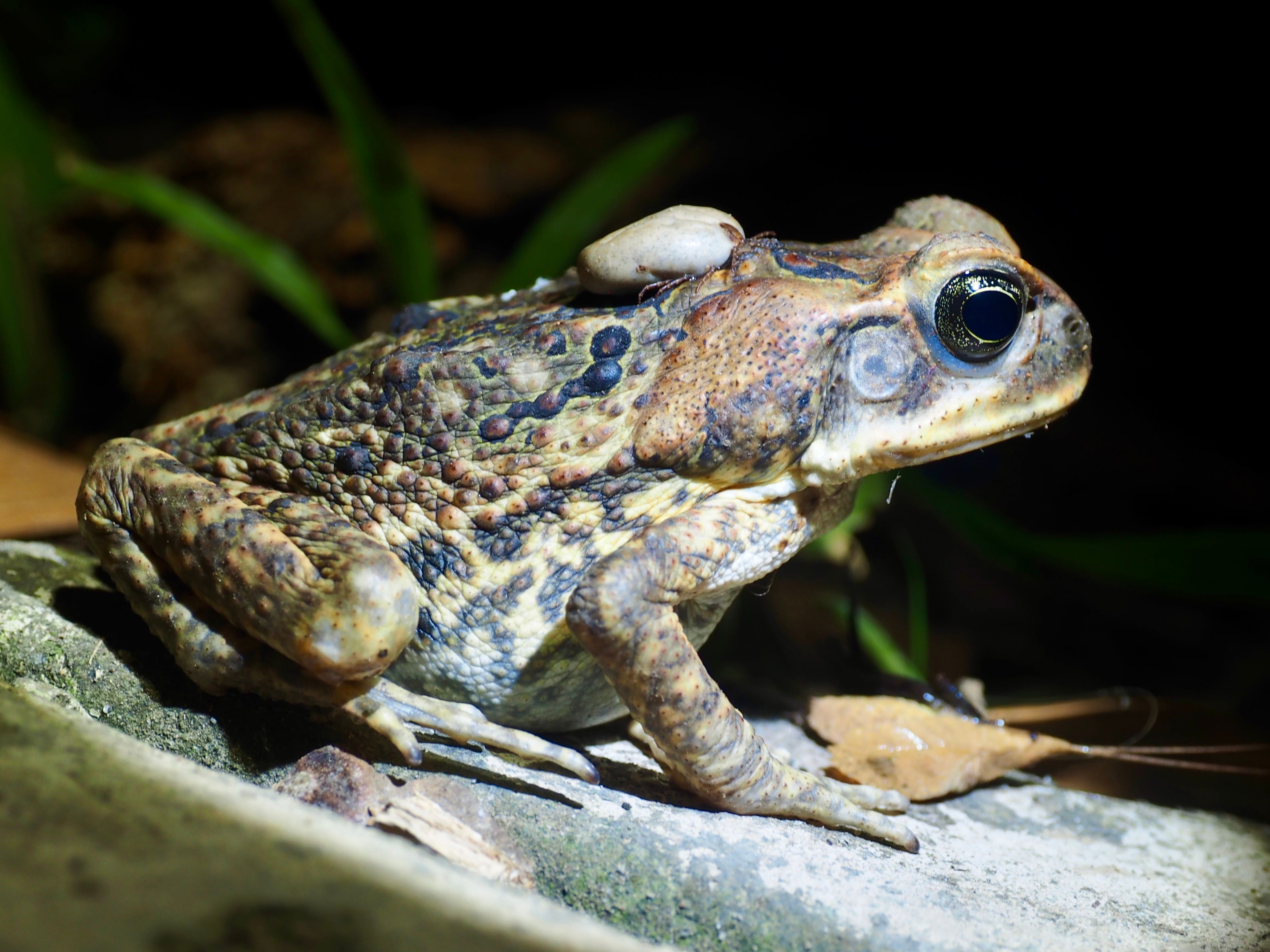Close-up of a Common American Toad in Natural Habitat · Free Stock Photo
