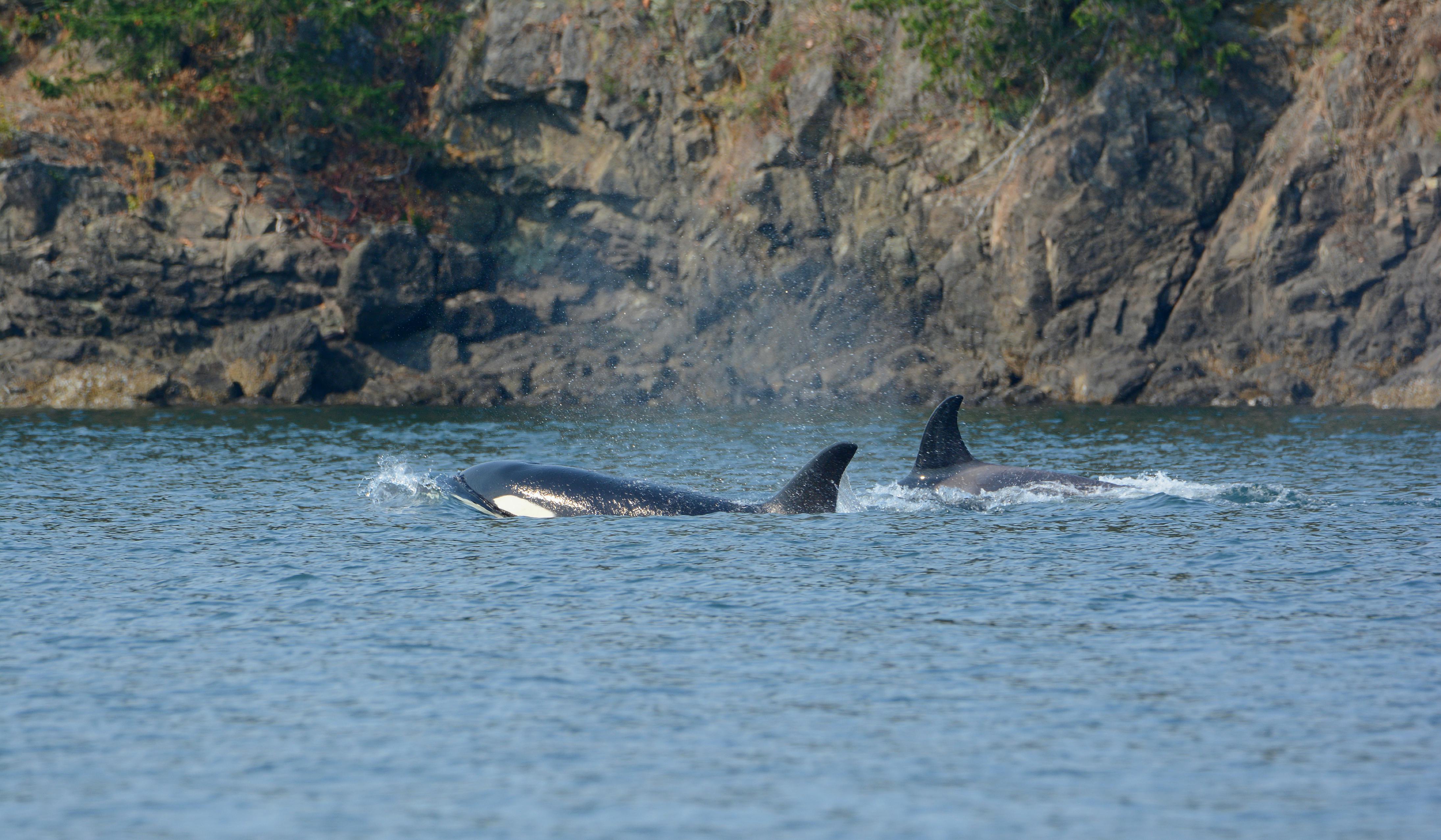 Orcas Swimming Along Rocky Shoreline in Washington