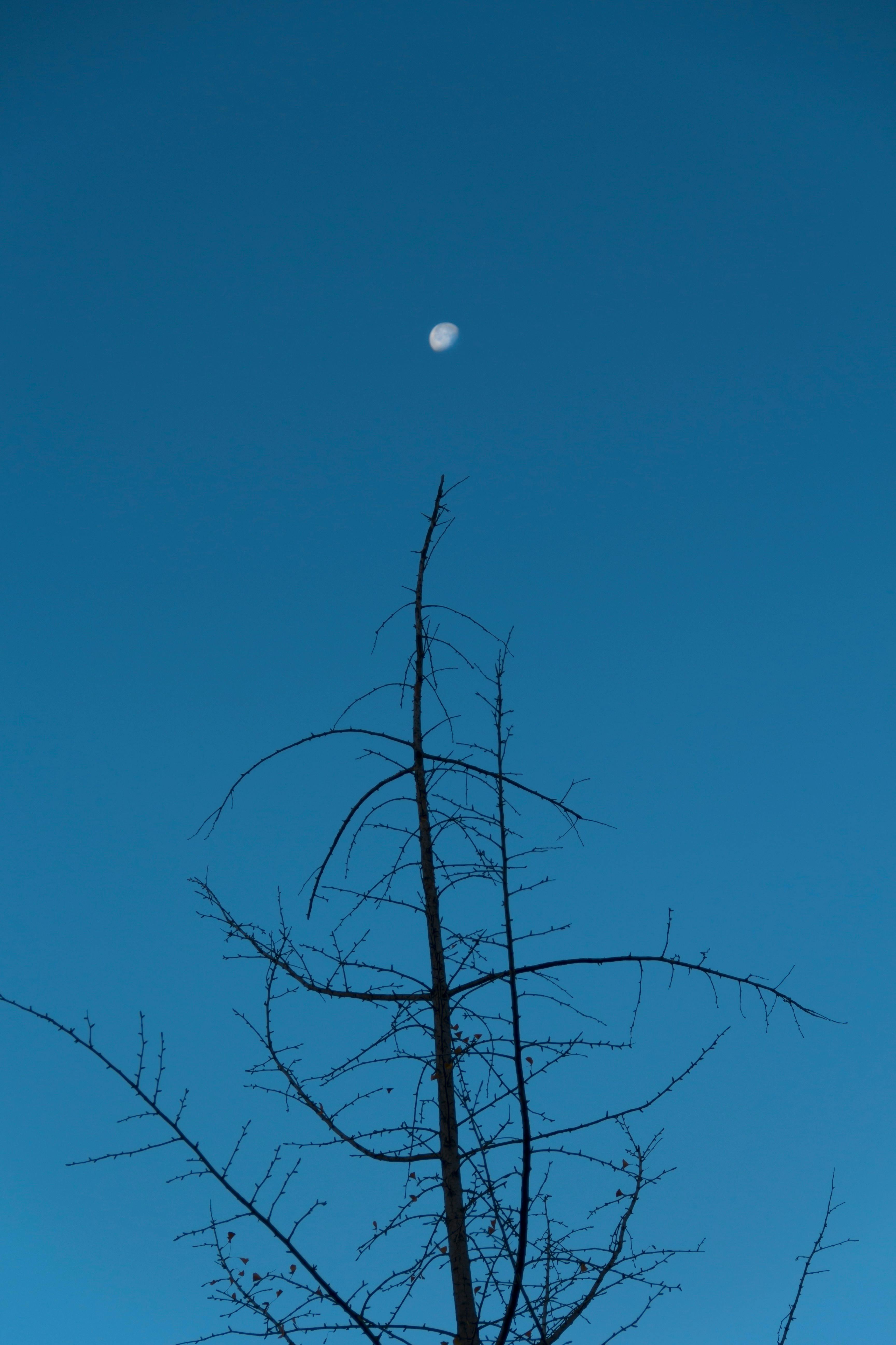 Ücretsiz Yaprakları dökülmüş bir ağaç silüeti, ay ışığının görüldüğü berrak mavi gökyüzünün önünde duruyor. Stok Fotoğraflar