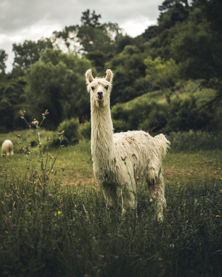 White Llama On Green Grass