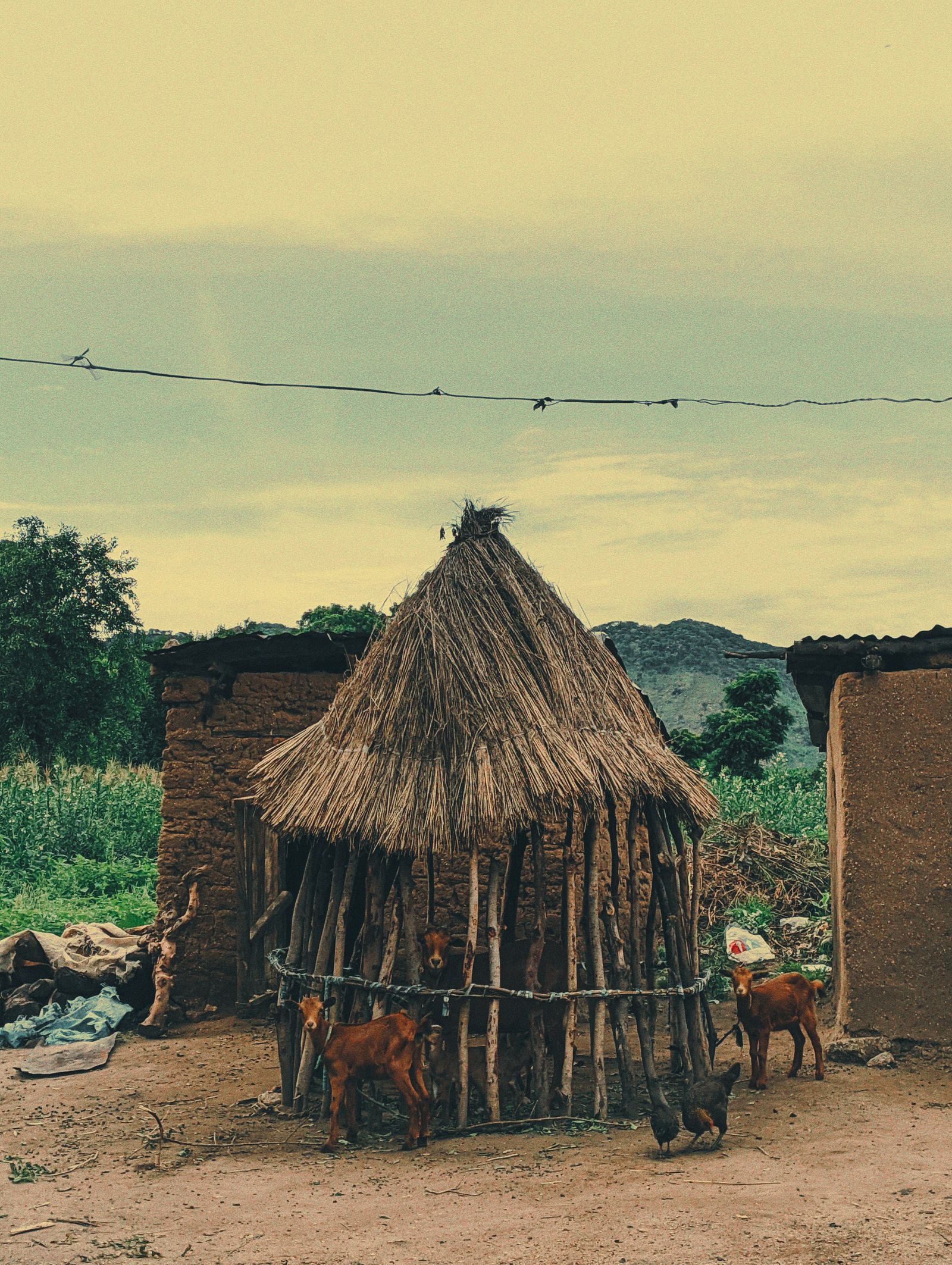 Rural farm scene with livestock
