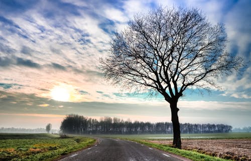 Foto d'estoc gratuïta de alba, arbres, asfalt