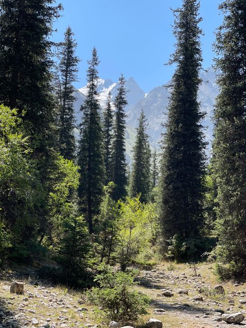 Free Beautiful view of a forest pathway leading to snow-capped mountains in Kyrgyzstan. Stock Photo