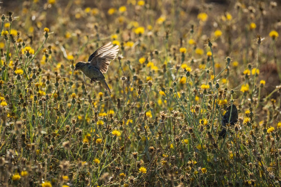 A bird gracefully flies over a field of yellow wildflowers, capturing a vibrant spring moment.