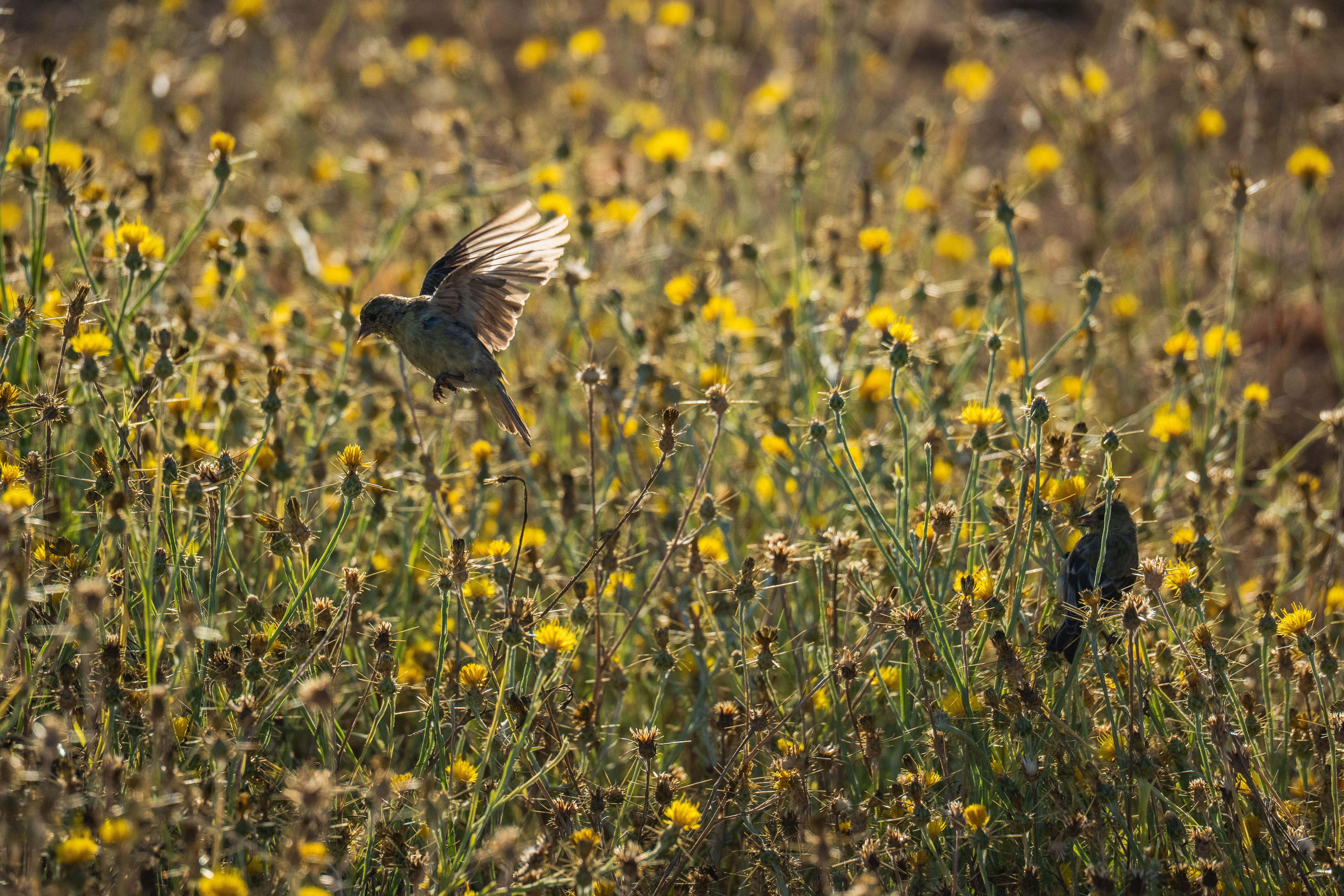 Bird in Flight Amid Yellow Wildflowers in Spring · Free Stock Photo