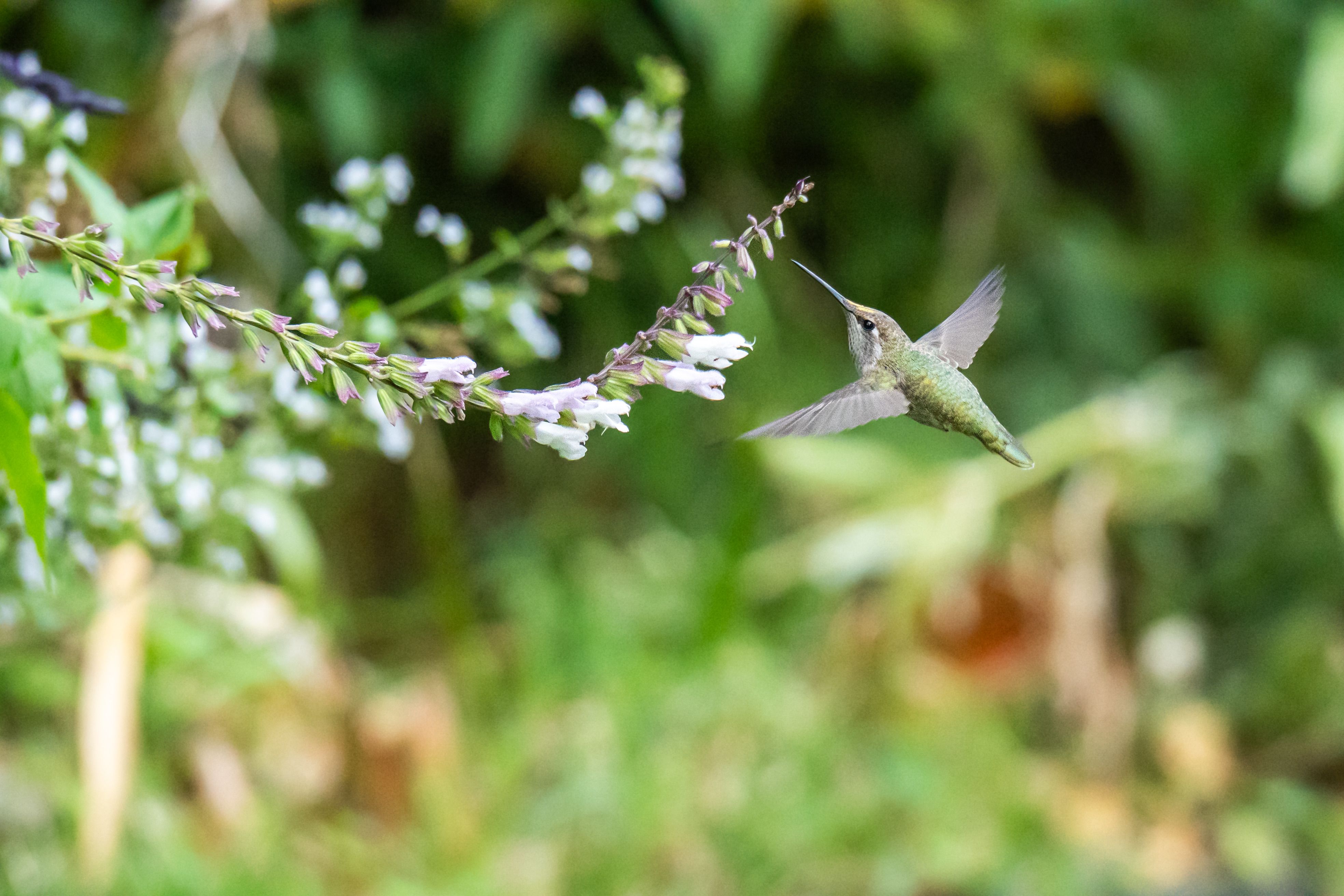 A green hummingbird hovers mid-flight near delicate purple and white flowers, wings blurred in motion against a soft green background.