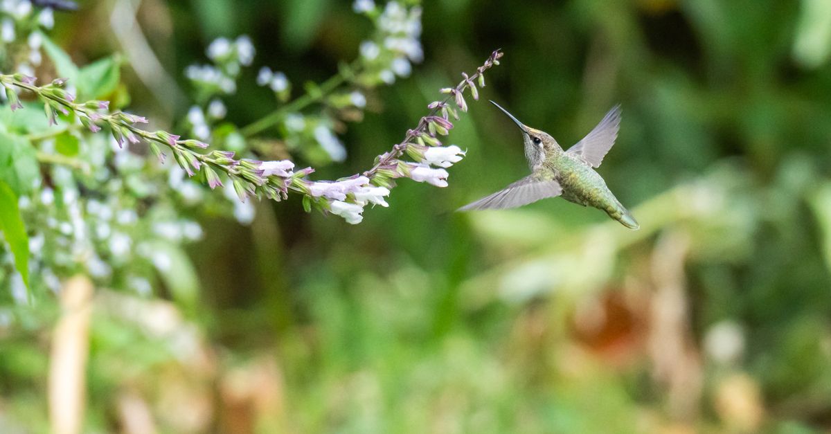 A green hummingbird hovers mid-flight near delicate purple and white flowers, wings blurred in motion against a soft green background.