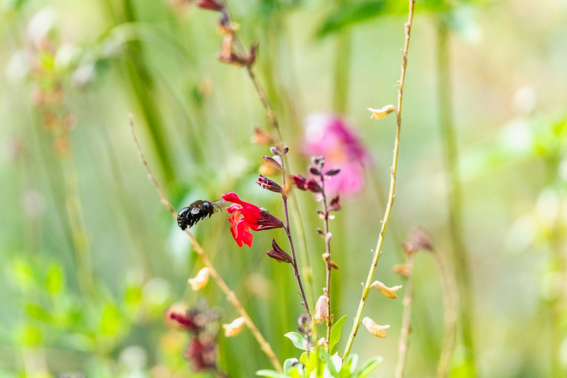 Close-up image of a bee pollinating a vibrant red flower amidst a lush garden backdrop.