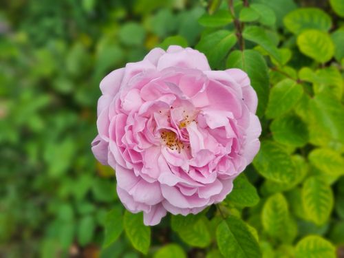 Free Close-up of a blooming soft pink rose with lush green leaves in a garden setting. Stock Photo