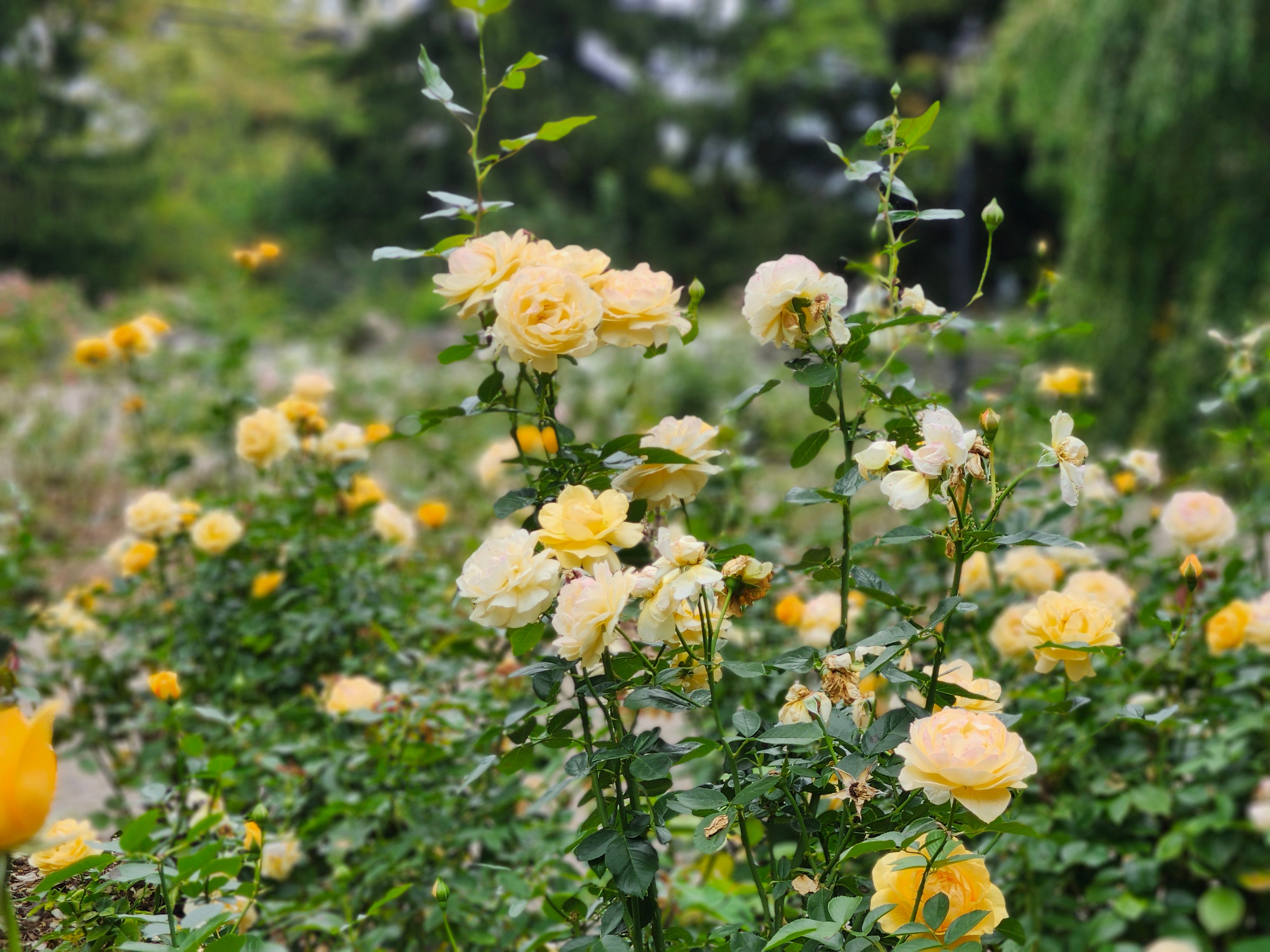 Vibrant yellow roses in full bloom captured in a lush Toronto garden during summer.