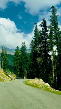 Winding road through tall evergreens under a vibrant blue sky and lush mountains.