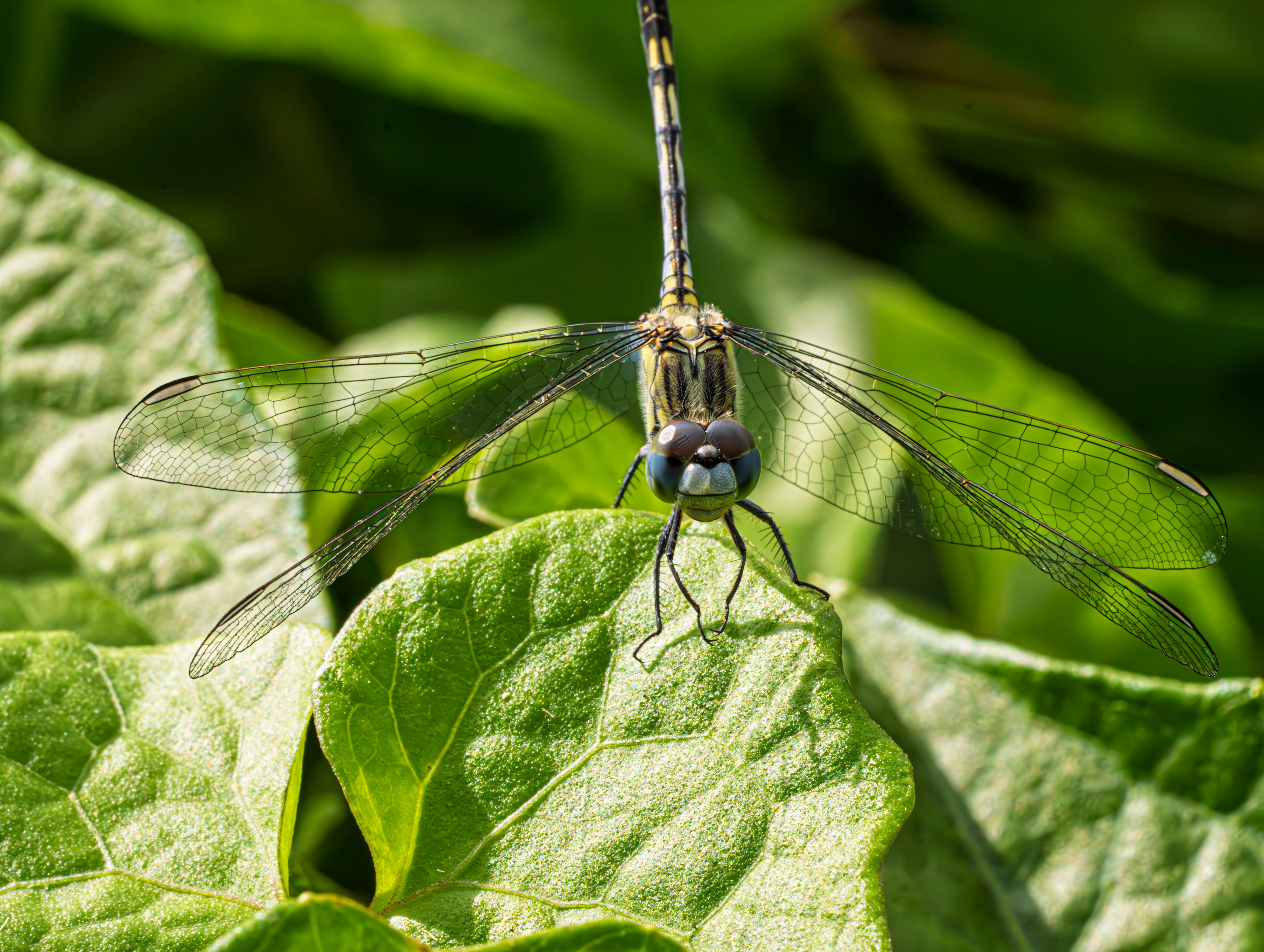 Close-up of Dragonfly Resting on Leaf · Free Stock Photo