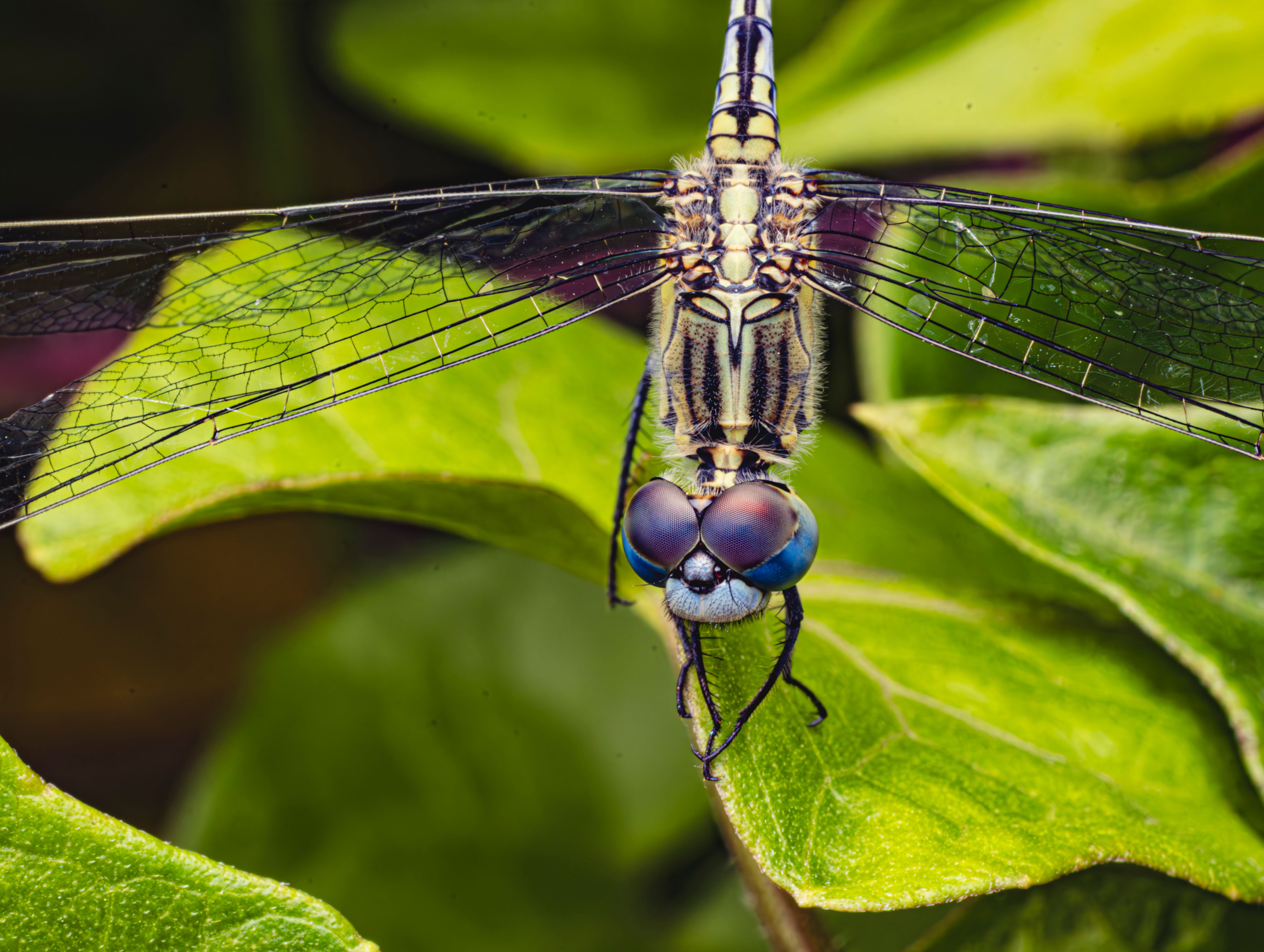 Close-up of Dragonfly on Green Leaf · Free Stock Photo