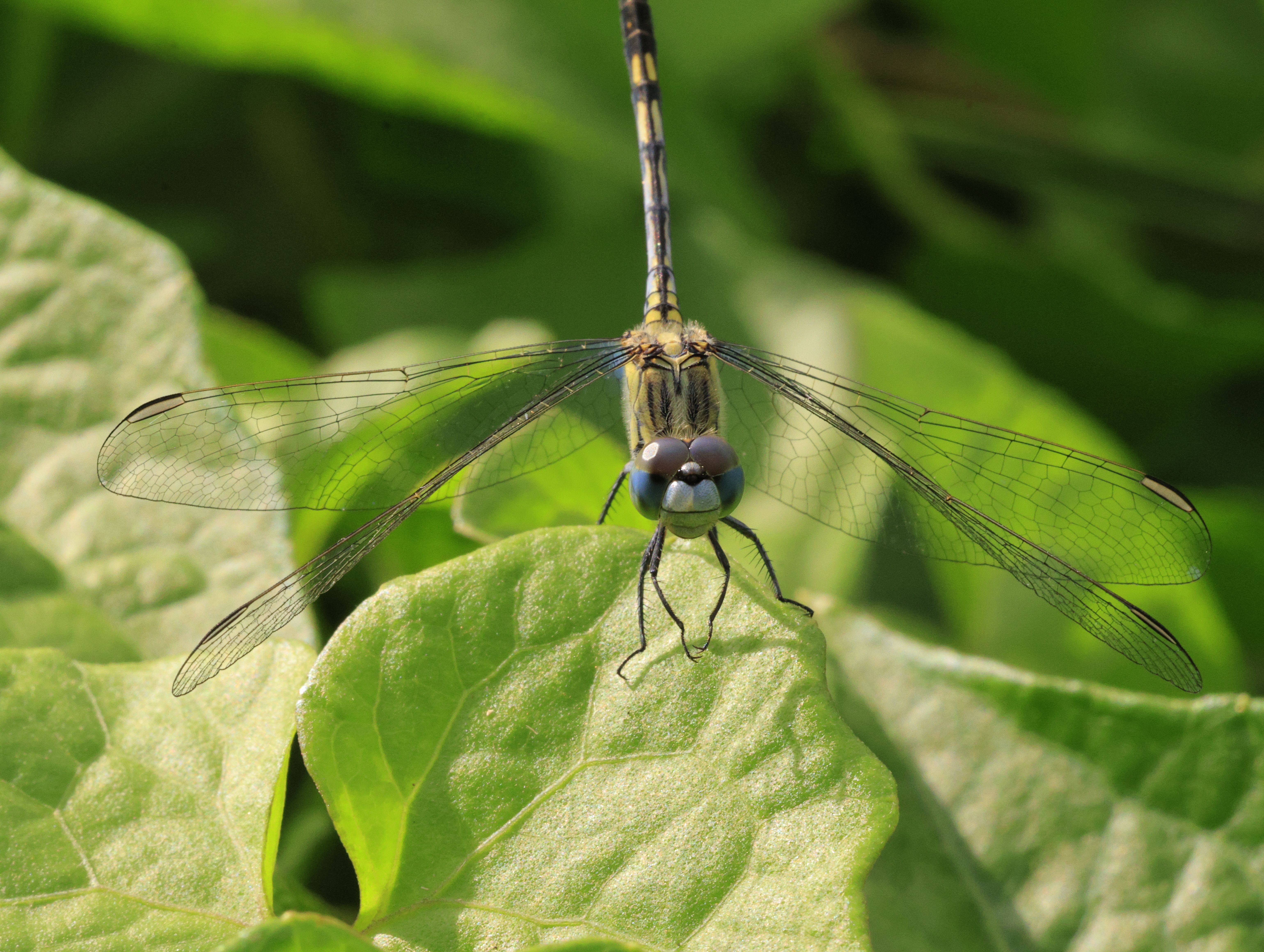 Close-up of Dragonfly Perched on Leaf · Free Stock Photo