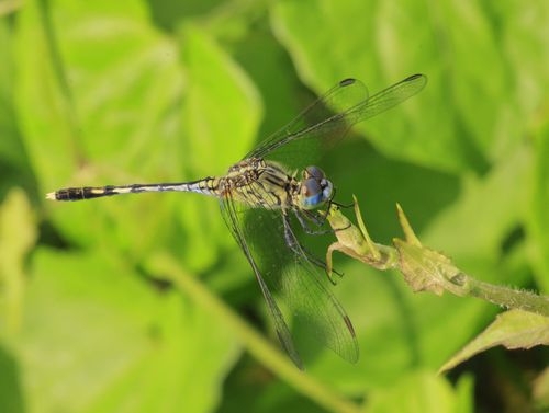 Free Detailed shot of a dragonfly perched on a green leaf in a natural setting. Stock Photo
