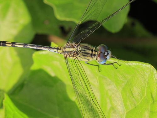 Free Vivid close-up of a dragonfly perched on a green leaf, showcasing its intricate wings and vibrant eyes. Stock Photo