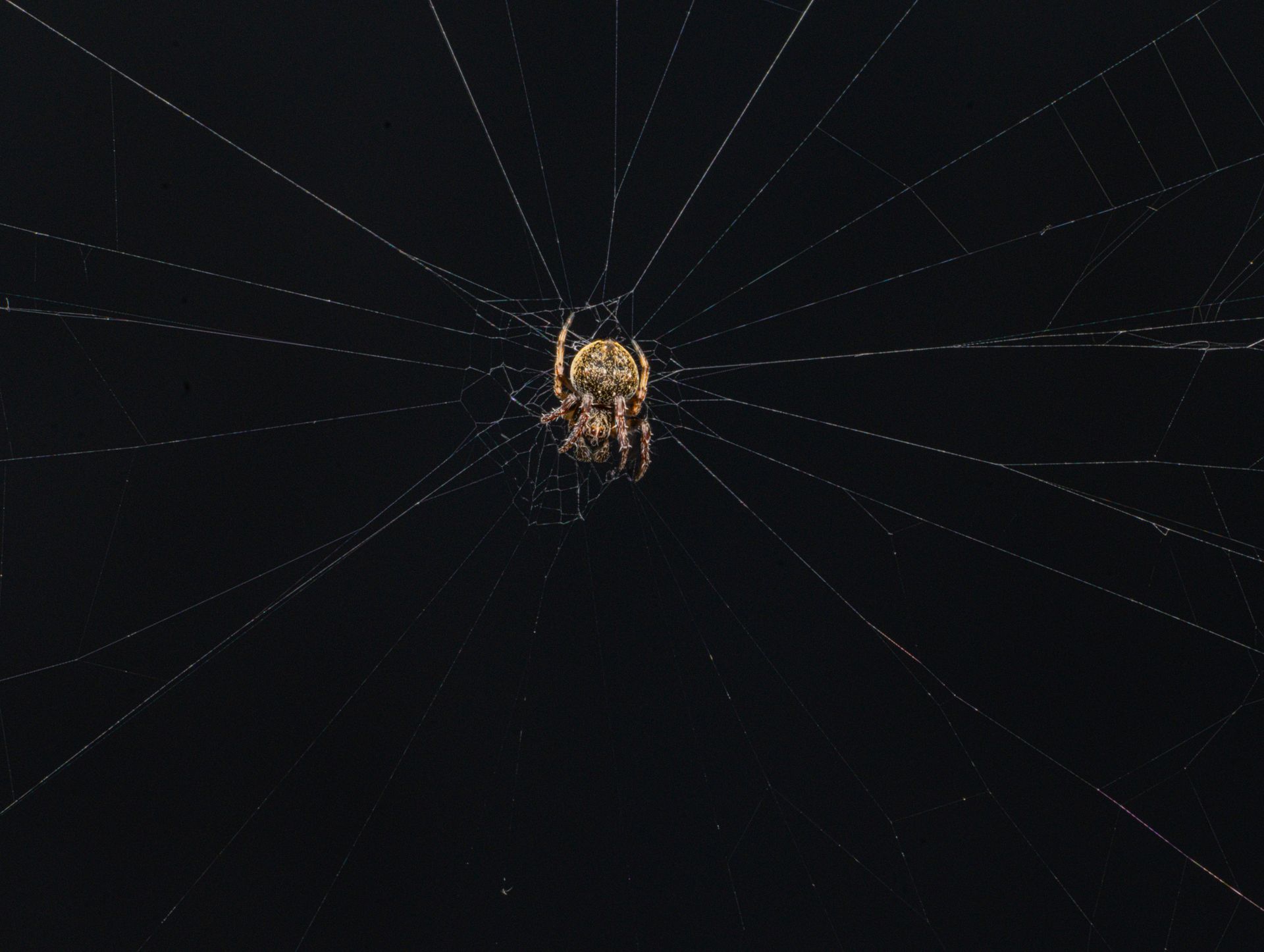 Detailed macro shot of a spider sitting on its web against a dark background, showcasing intricate detail.
