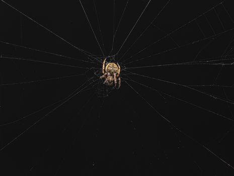 Close-up view of a spider centered on its intricate web with a black backdrop, highlighting its detailed structure.