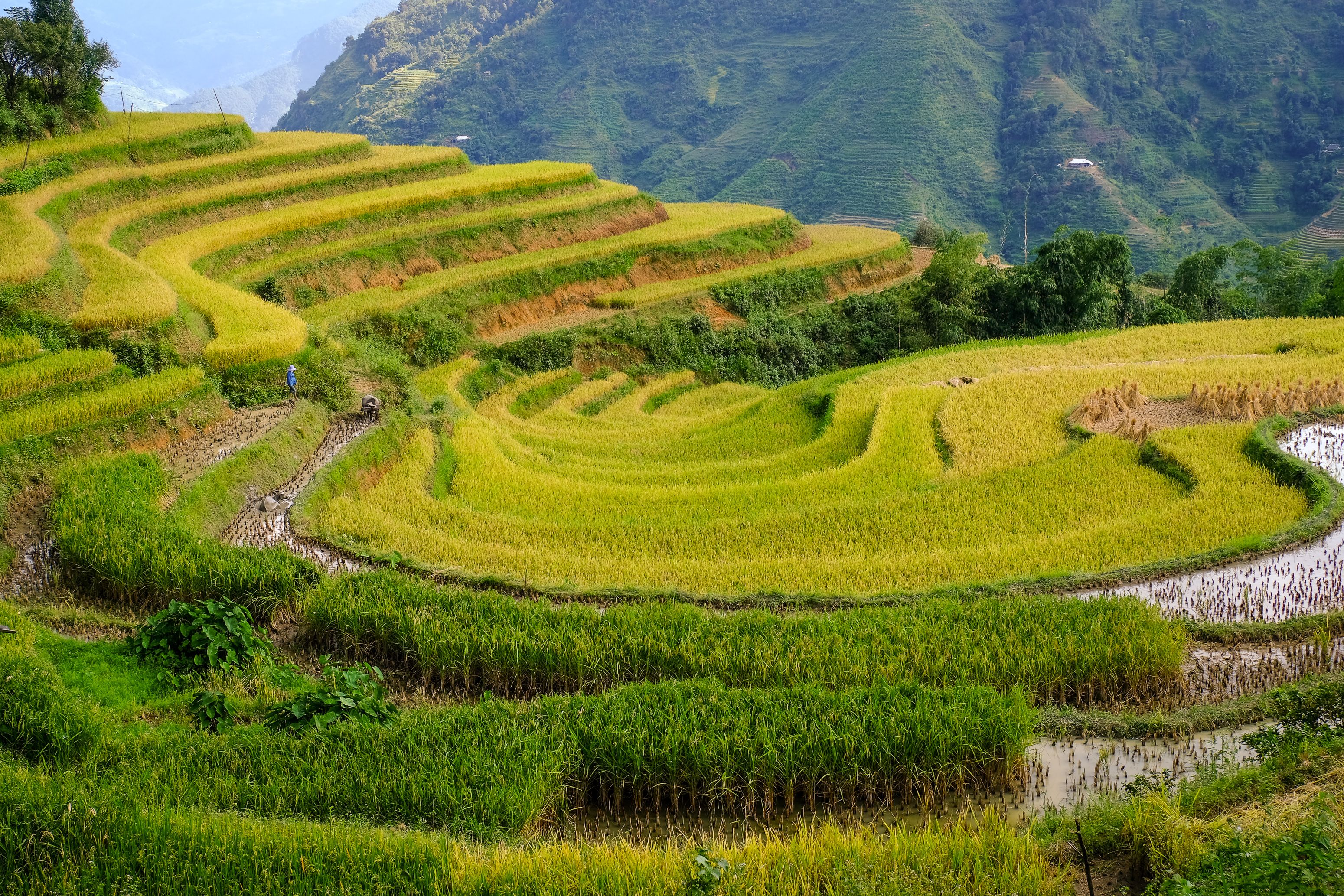 Stunning Rice Terraces in Hà Giang, Vietnam · Free Stock Photo
