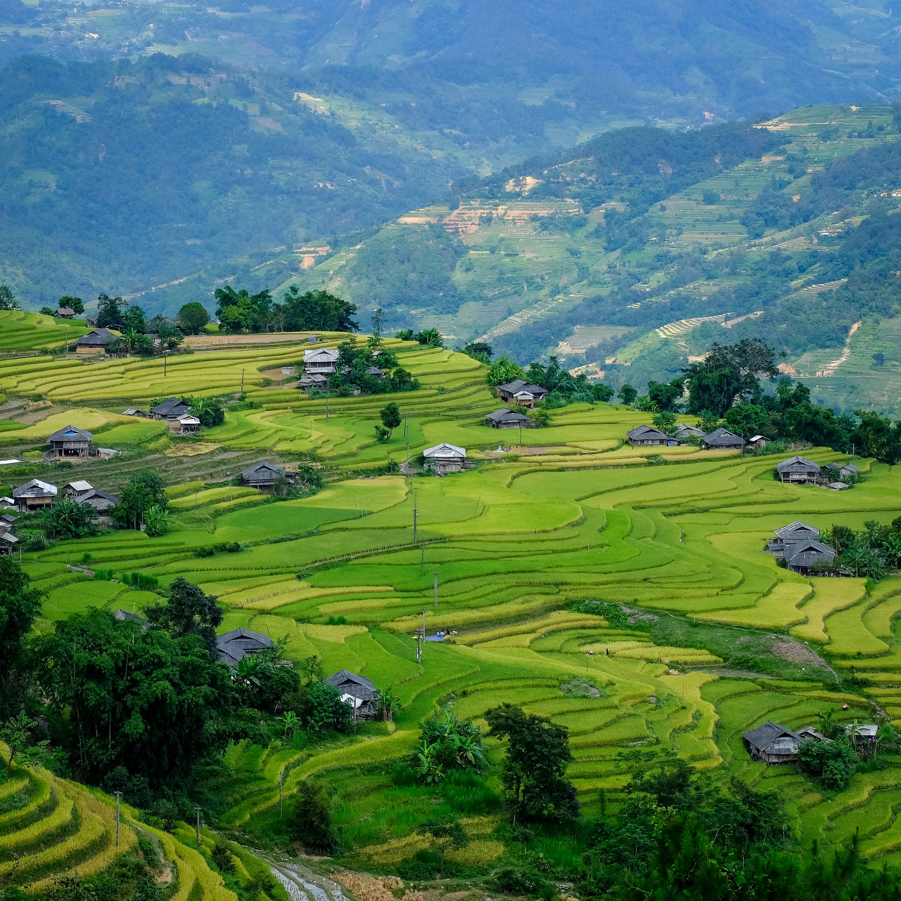 Stunning Rice Terraces in Hà Giang, Vietnam · Free Stock Photo