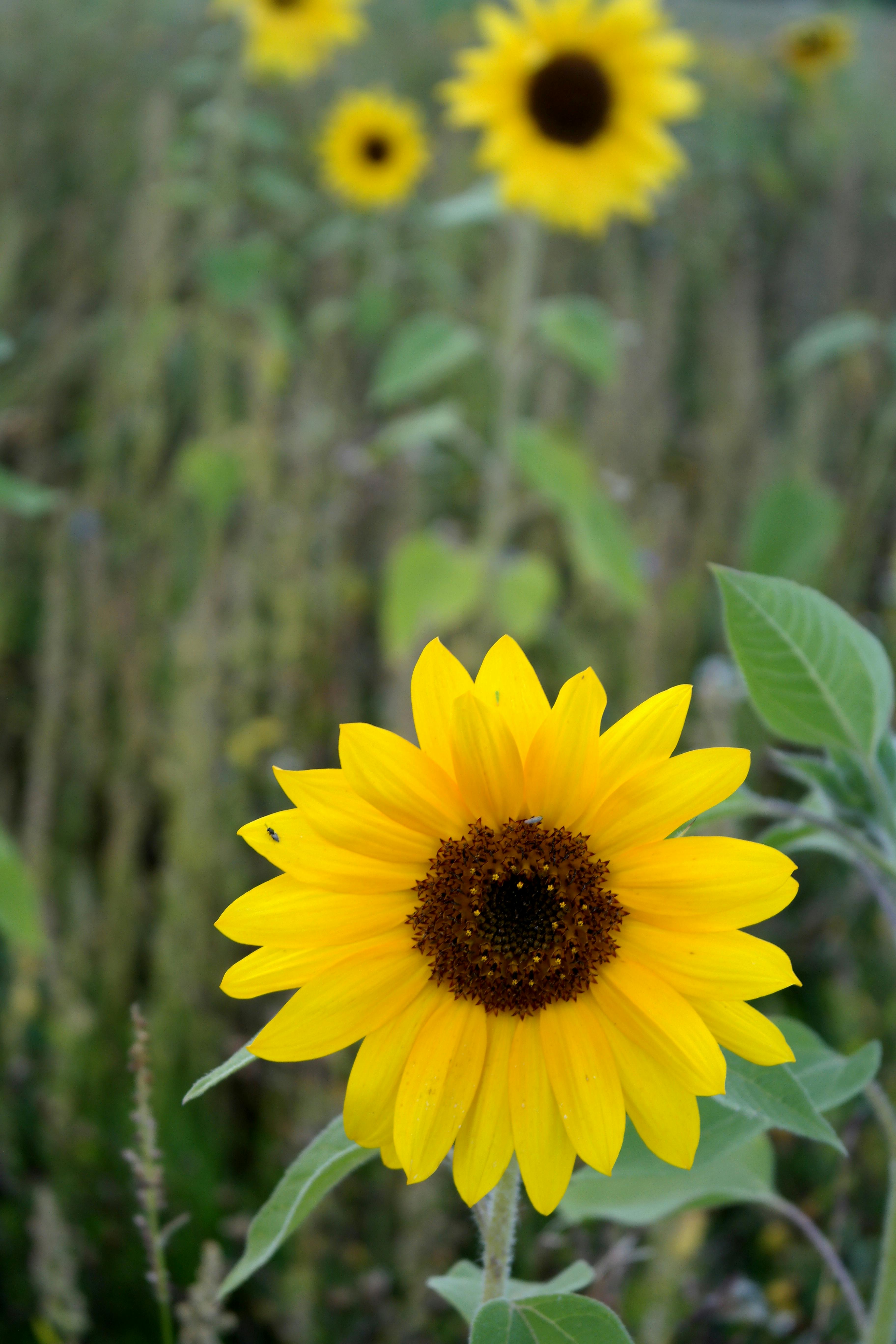 Bright Sunflower in a Field During Summer · Free Stock Photo