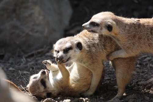 Free A group of meerkats playing and socializing outdoors in Santa Barbara, California. Stock Photo