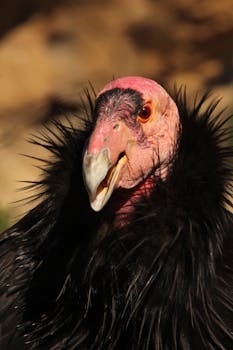 Detailed portrait of a California Condor, an endangered species, in Santa Barbara.
