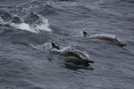 Playful dolphins swimming in the ocean waters off California's coast.