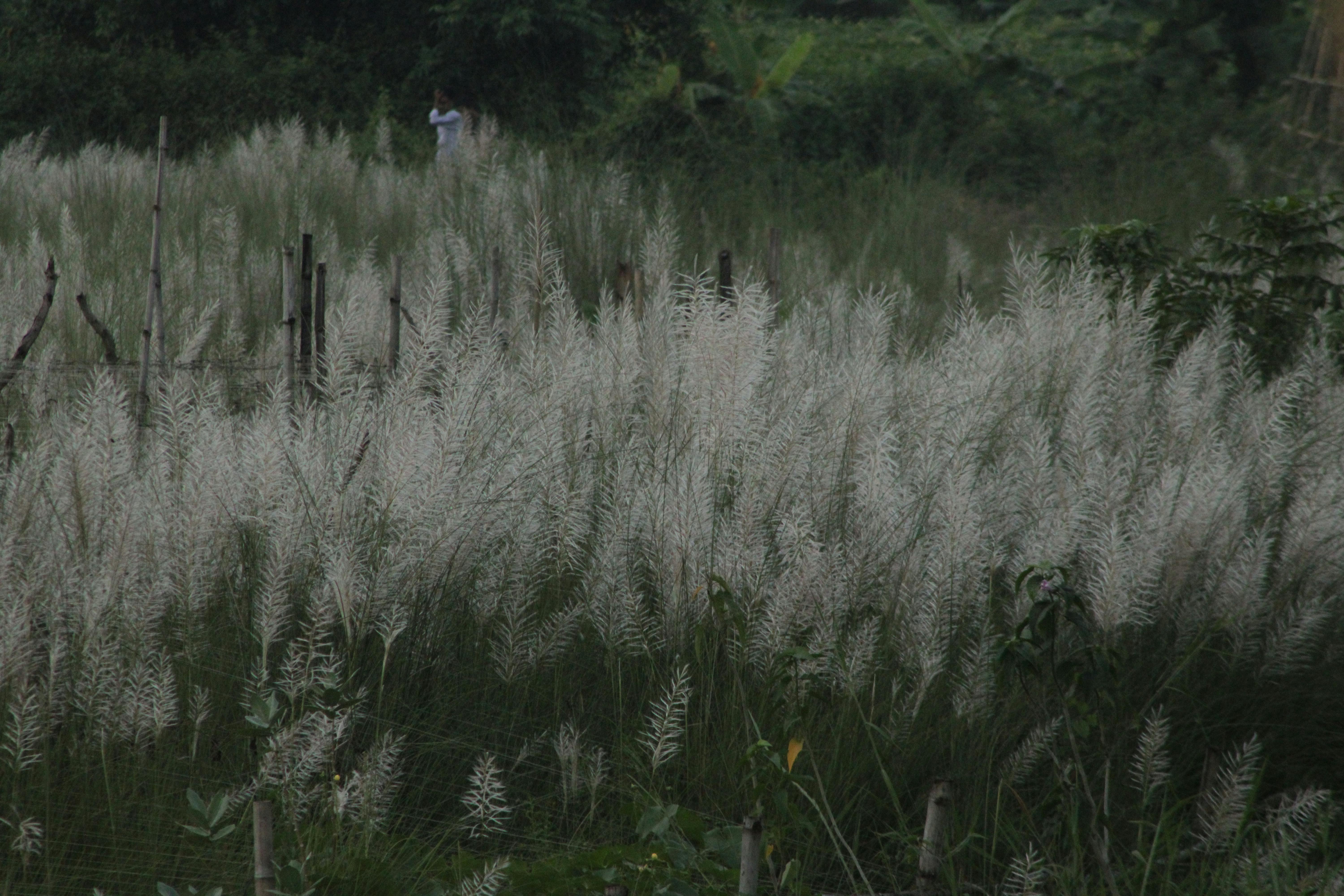 Kostnadsfria En fridfull utomhusscen med ett fält av vitblommat gräs som vajar försiktigt i vinden. Stock foto