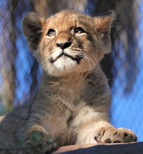 Free A young lion cub rests under the sun, captured outdoors with a serene expression. Stock Photo