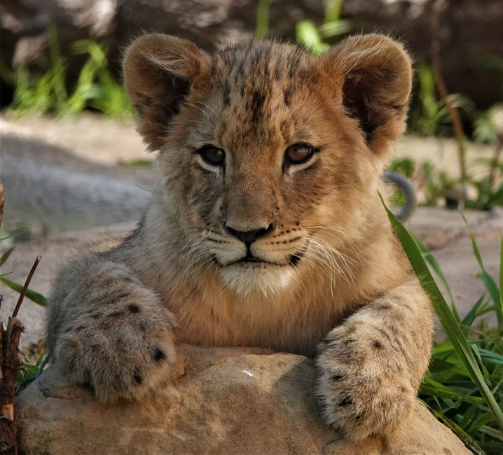 Charming close-up of a lion cub lying on a rock, captured outdoors in Santa Barbara's natural setting.
