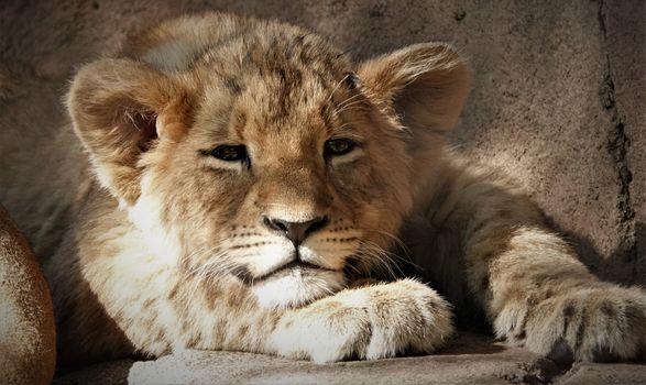 Captivating image of a lion cub resting peacefully with soft natural lighting exposing its features.