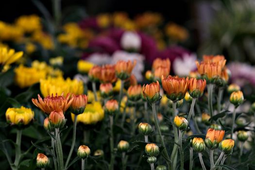 Close-up of vibrant orange and yellow chrysanthemums blooming in a garden.