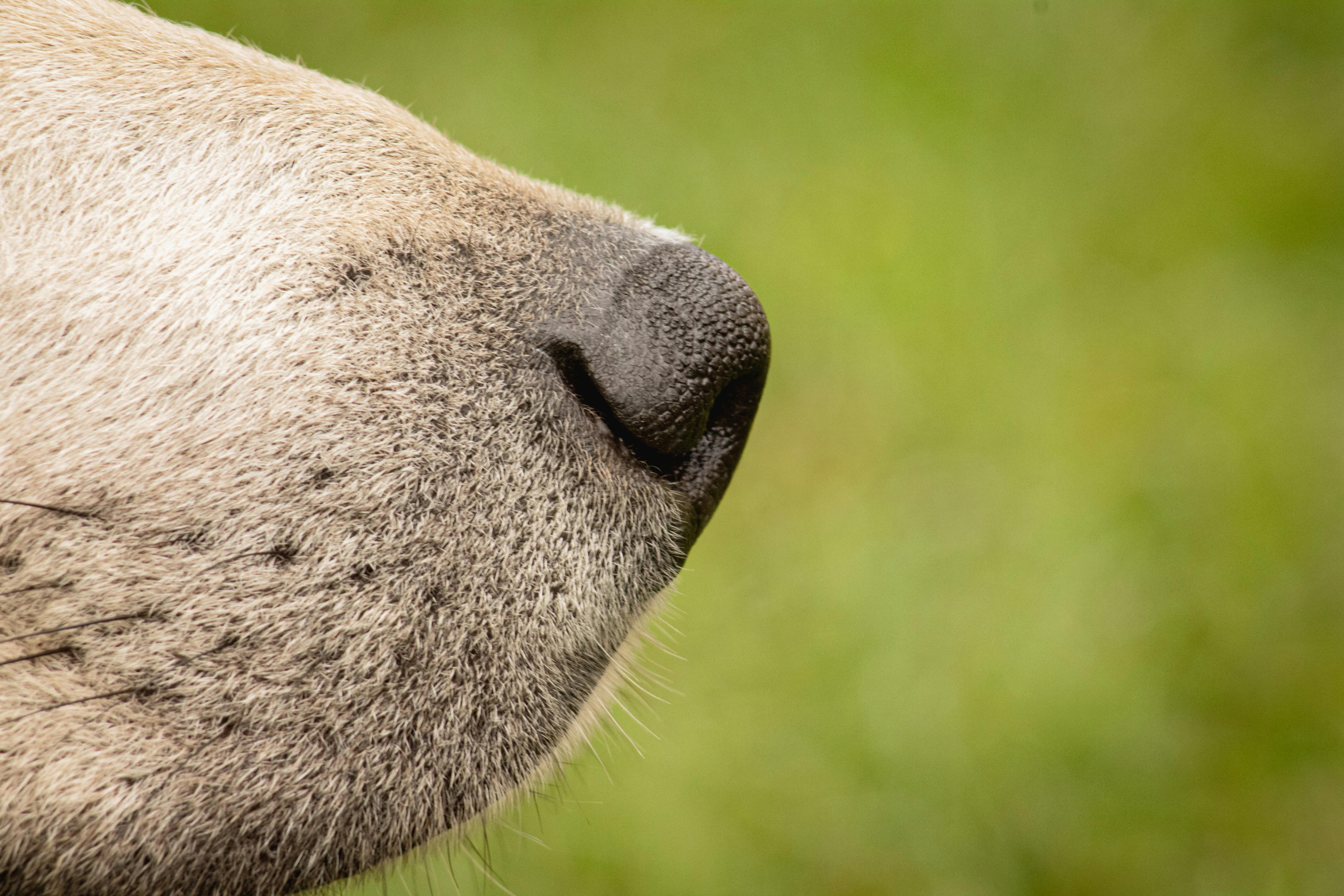 Why Do Dogs Have Wet Noses? Uncover This Fascinating Mystery! 5 The Connection Between a Wet Nose and Your Dog's Sense of Smell