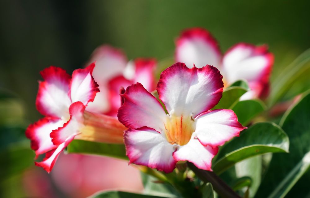 Rosa e branco em flor