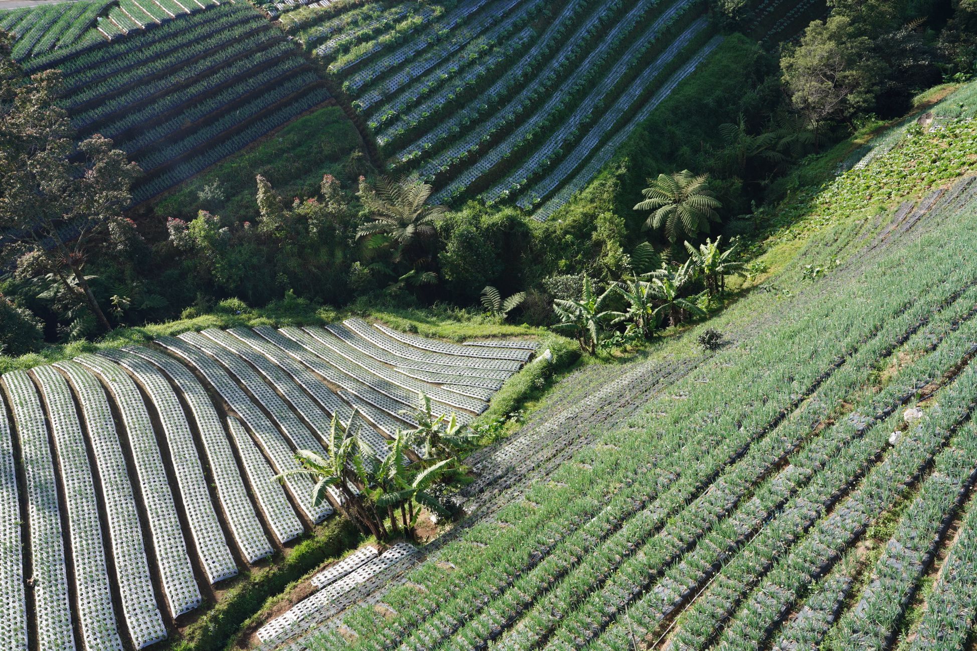 A beautiful aerial view of lush green terraced farmland fields in a tropical setting.