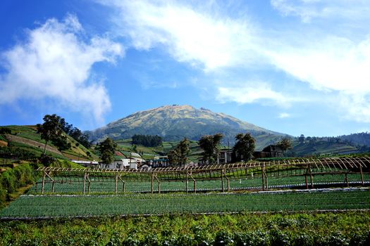 Lush green farmland with a majestic mountain in the background under a clear blue sky. - Fotografer Sidoarjo