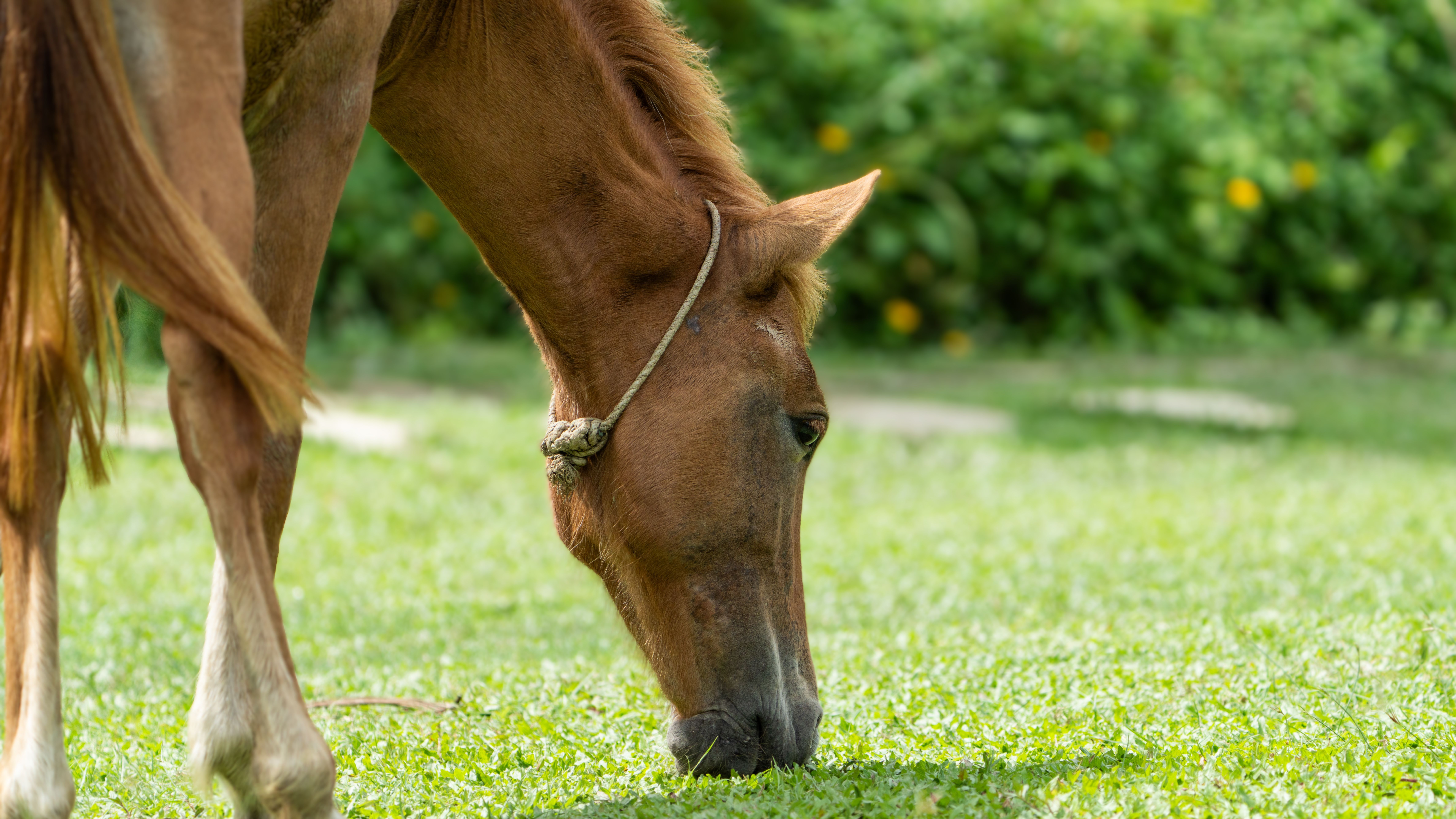 Brown Horse Grazing on Lush Green Grass · Free Stock Photo