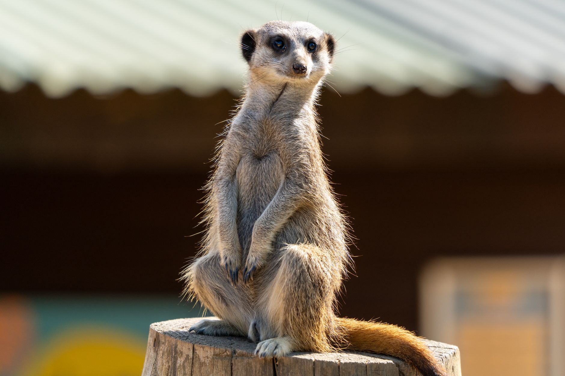 Aleksandr the meerkat