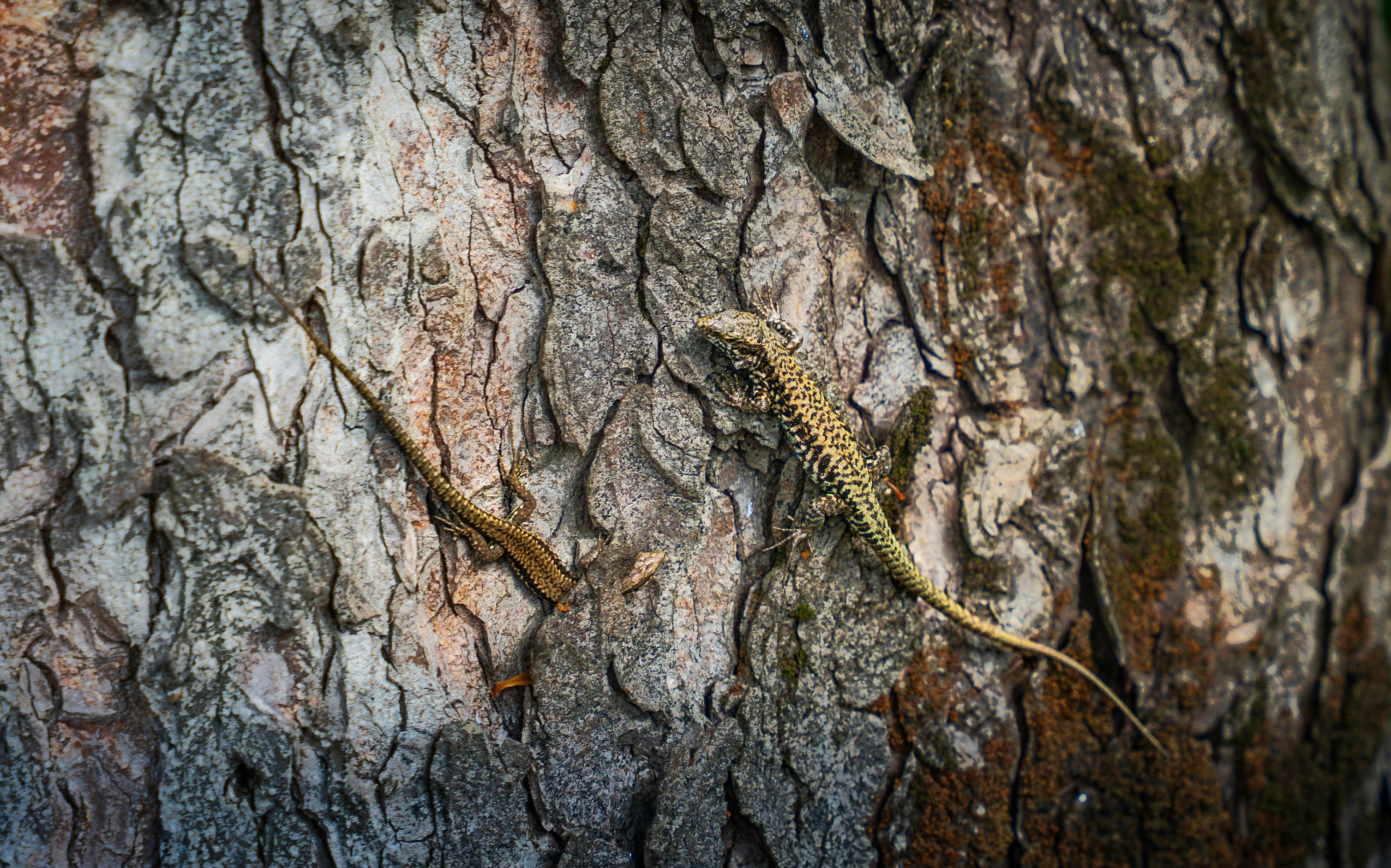 Two lizards blend into the textured tree bark, showcasing natural camouflage skills.