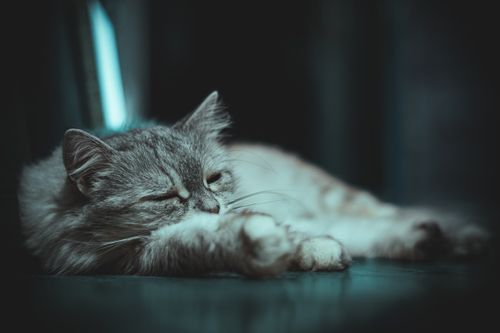 Free A serene image of a fluffy cat napping indoors on a calm day. Stock Photo
