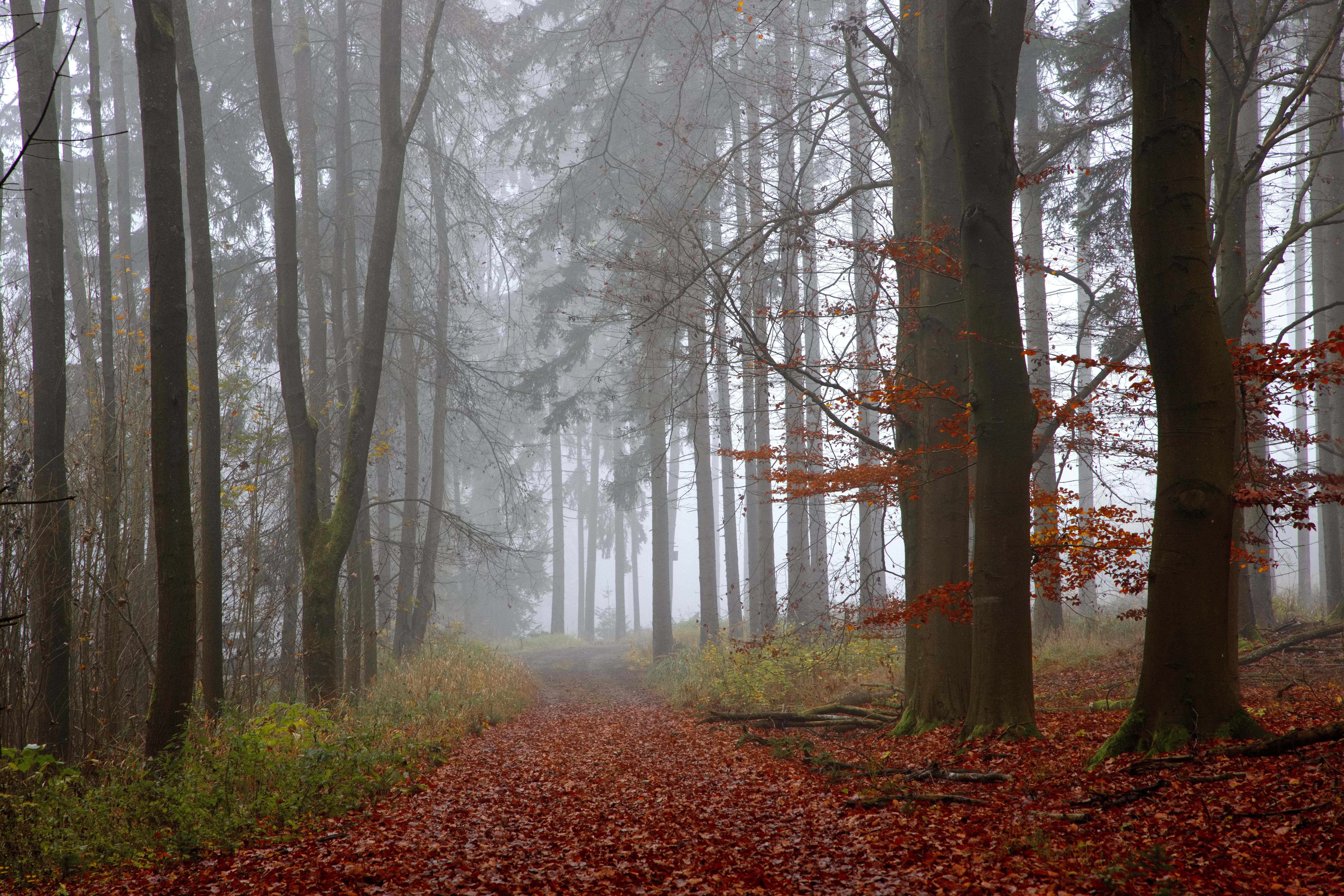 Misty Autumn Forest Pathway in Tranquil Woods · Free Stock Photo