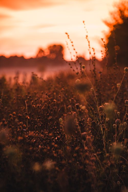 Free Beautiful sunset casting warm hues over a field in Bielefeld, Germany. Tranquil and serene landscape. Stock Photo
