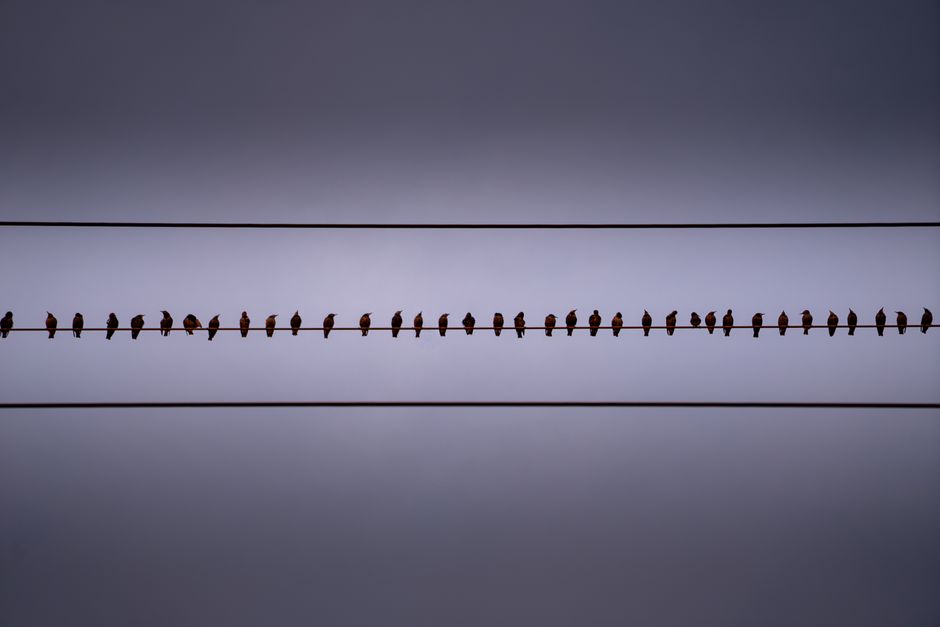 전기요금 할인제도|숨은 복지 혜택 확인법 8 Silhouette of birds on power lines against a twilight sky in Bielefeld, Germany.